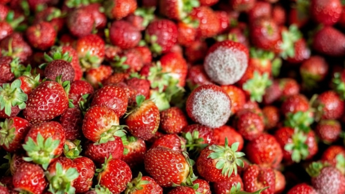 Lluvia y viento disparan el riesgo de Botrytis en fresa y obligan a reforzar el manejo poscosecha en central.jpg
